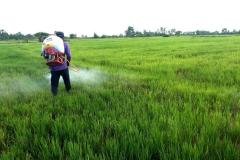 MICROBEBIO-Rice-Field-In-Cambodia
