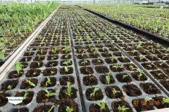 MICROBEBIO-TRIAL-TEST-DOMINICAN