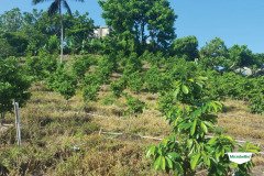 MICROBEBIO-TRIAL-TEST-DOMINICAN10