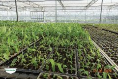MICROBEBIO-TRIAL-TEST-DOMINICAN2
