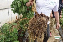 MICROBEBIO-TRIAL-TEST-DOMINICAN3