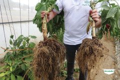MICROBEBIO-TRIAL-TEST-DOMINICAN4
