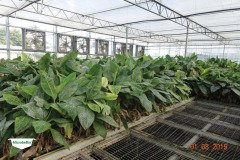 MICROBEBIO-TRIAL-TEST-DOMINICAN5