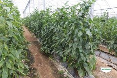 MICROBEBIO-TRIAL-TEST-DOMINICAN8
