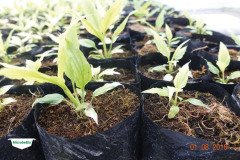 MICROBEBIO-TRIAL-TEST-DOMINICAN9