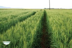 MICROBEBIO-TRIAL-TEST-SOUTH-AFRICA