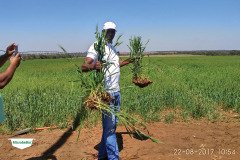MICROBEBIO-TRIAL-TEST-SOUTH-AFRICA16