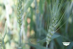 MICROBEBIO-TRIAL-TEST-SOUTH-AFRICA18