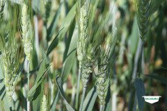 MICROBEBIO-TRIAL-TEST-SOUTH-AFRICA19