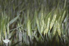MICROBEBIO-TRIAL-TEST-SOUTH-AFRICA2