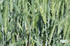 MICROBEBIO-TRIAL-TEST-SOUTH-AFRICA21
