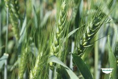MICROBEBIO-TRIAL-TEST-SOUTH-AFRICA22