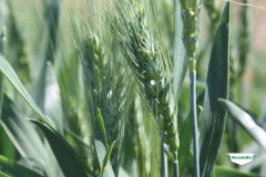 MICROBEBIO-TRIAL-TEST-SOUTH-AFRICA23