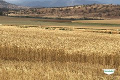 MICROBEBIO-TRIAL-TEST-SOUTH-AFRICA29