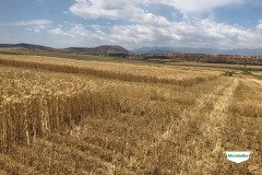 MICROBEBIO-TRIAL-TEST-SOUTH-AFRICA30