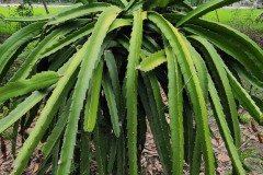 Microbebio-Philippines-Dragon-Fruit37