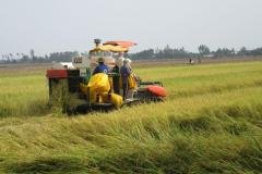 Microbebio-Rice-3-1