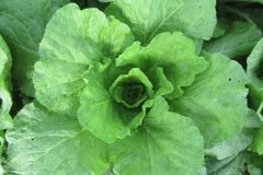 Microbebio-Vietnam-Napal-Cabbage-19-sep04-1024x768-1