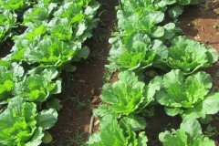 Microbebio-Vietnam-Napal-Cabbage-19-sep13