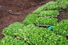 Microbebio-Vietnam-Napal-Cabbage-20-August01