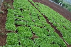 Microbebio-Vietnam-Napal-Cabbage-20-August04-1024x576-1