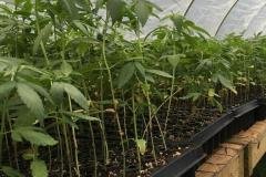 Microbebio-hemp-Alabama-US-19-768x1024-2