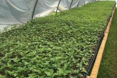 Microbebio-hemp-Alabama-US-6-768x1024-2