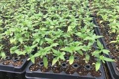 Microbebio-hemp-Alabama-US-9-1024x768-1