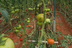 Microbebio_in_the_field_001