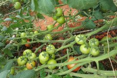 Microbebio_in_the_field_003