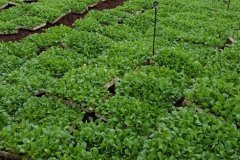 Microbebio_in_the_field_015