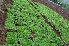 Microbebio_in_the_field_017