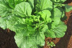 Microbebio_in_the_field_031