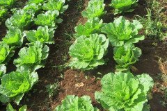 Microbebio_in_the_field_035
