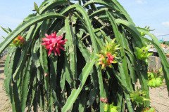 Microbebio_in_the_field_094