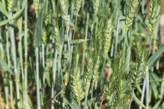 Microbebio_in_the_field_123