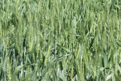 Microbebio_in_the_field_158