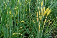 Microbebio_in_the_field_356