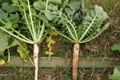 Microbebio_in_the_field_397