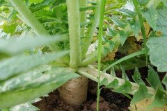 Microbebio_in_the_field_434