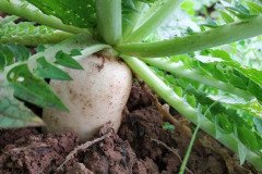 Microbebio_in_the_field_436