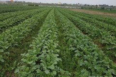 Microbebio_in_the_field_446