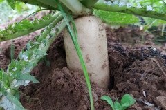 Microbebio_in_the_field_455