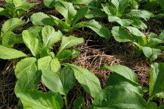 Microbebio_in_the_field_492