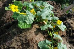Microbebio_in_the_field_496