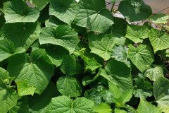 Microbebio_in_the_field_497