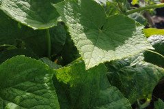 Microbebio_in_the_field_498