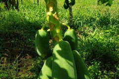 Microbebio_in_the_field_527