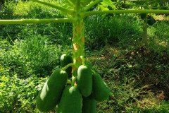 Microbebio_in_the_field_529