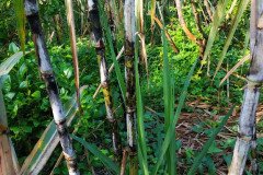 Microbebio_in_the_field_583